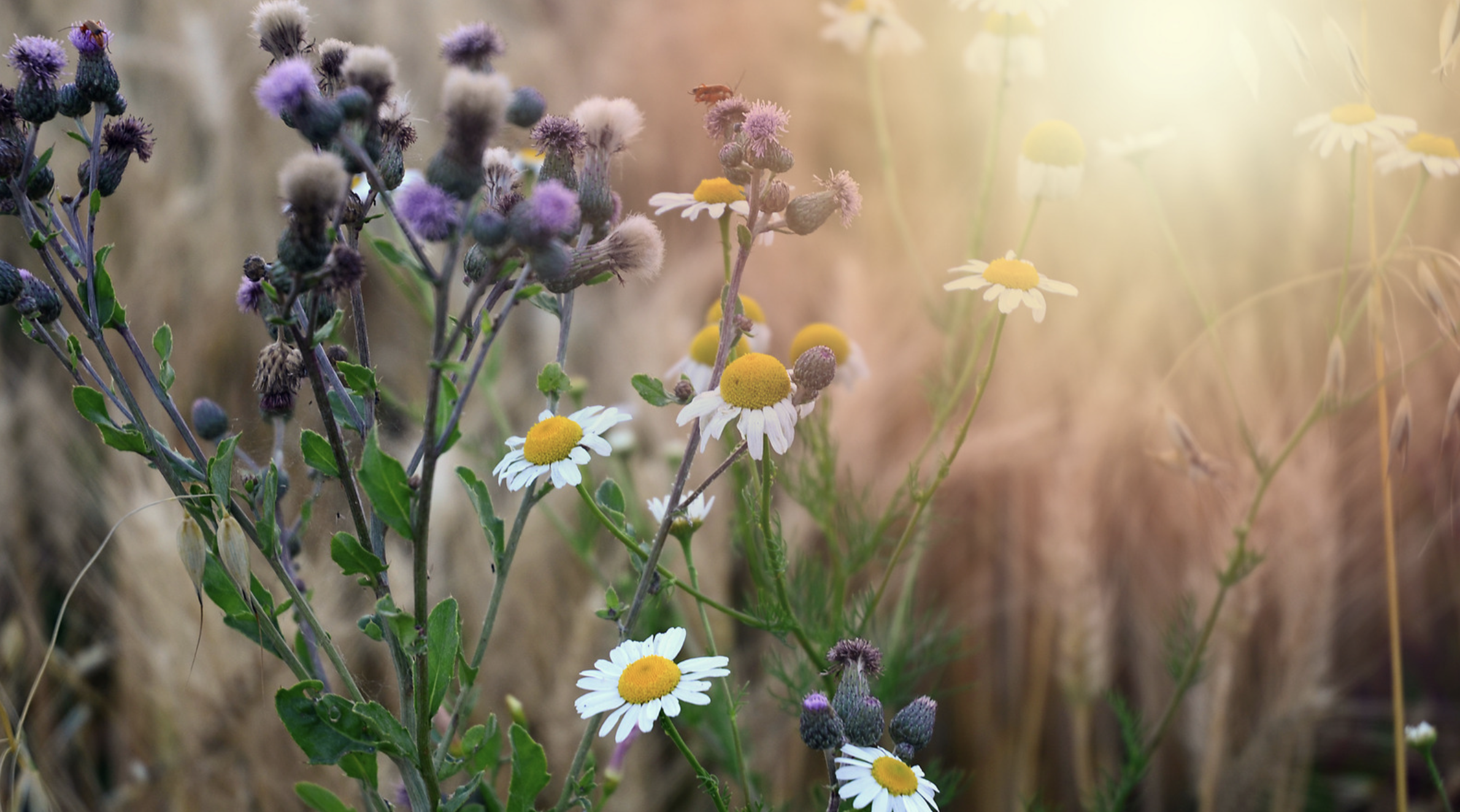 Wildflowers in a field